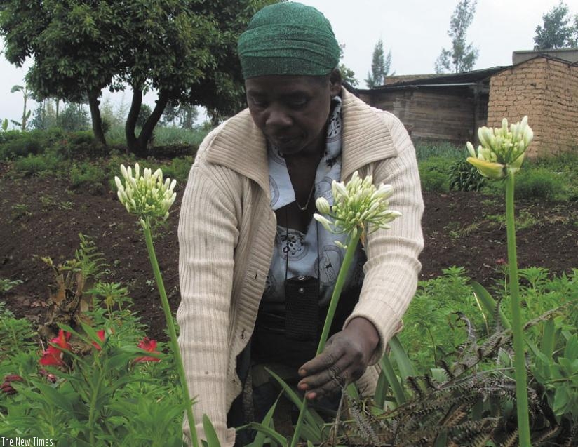 A farmer cuts flowers for sell. Commercial farming presents many opportunities for the youth. (File)