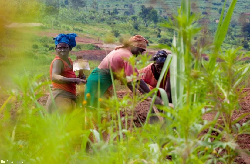 Farmers in Ruryaraya in Rwamagana District till their  land. (Timothy Kisambira)
