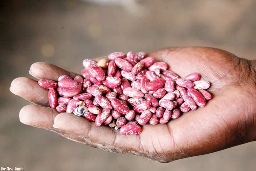 A farmer displays bean seeds. Comesa is seeking to address access to seedlings. (File)