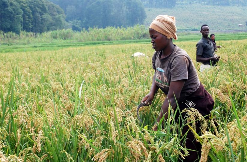 Rice farmers in Rubona in Southern Province harvest their produce recently. (File)