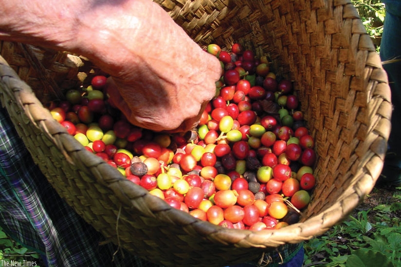 A farmer prepares to ferry red coffee cherries to a washing station. (File)