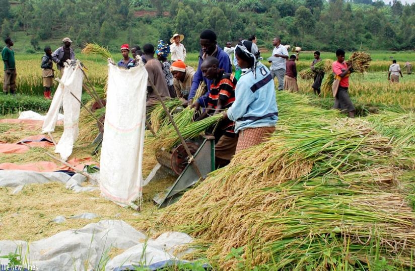 Residents of Rubona in the Southern Province harvesting rice last year. (File)