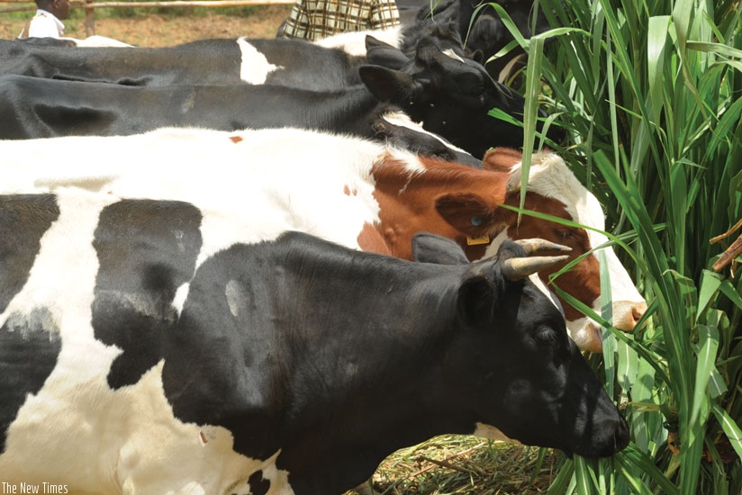 Some of the cows that were donated to poor households in Cyili. (Peterson Tumwebaze)