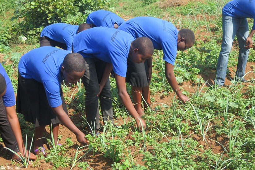 Students weeding onions in their garden. (Dennis Agaba)