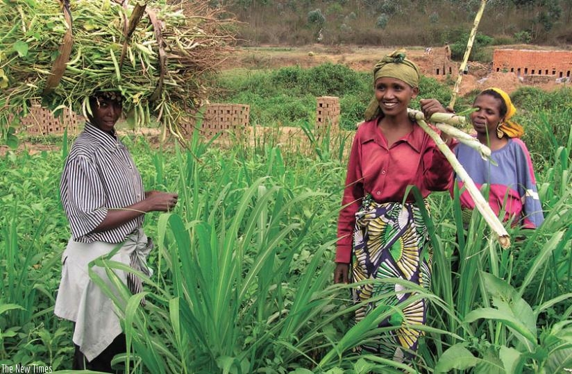 Women harvest their produce from a family farm in Karongi. The new law seeks to guarantee womenu2019s right to property inheritance, especially land. (File)