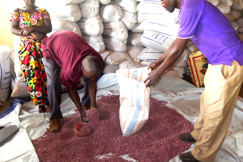 Farmers pick the hybrid beans from Ryamanyoni stores recently. (Stephen Rwembeho)