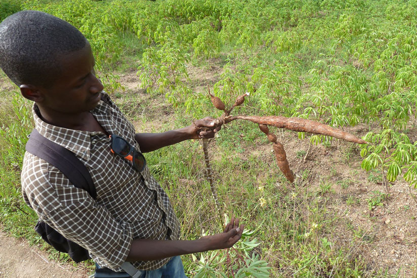 A man holds a cassava root.  There are fears that traditional organic crops have been neglected. (File)