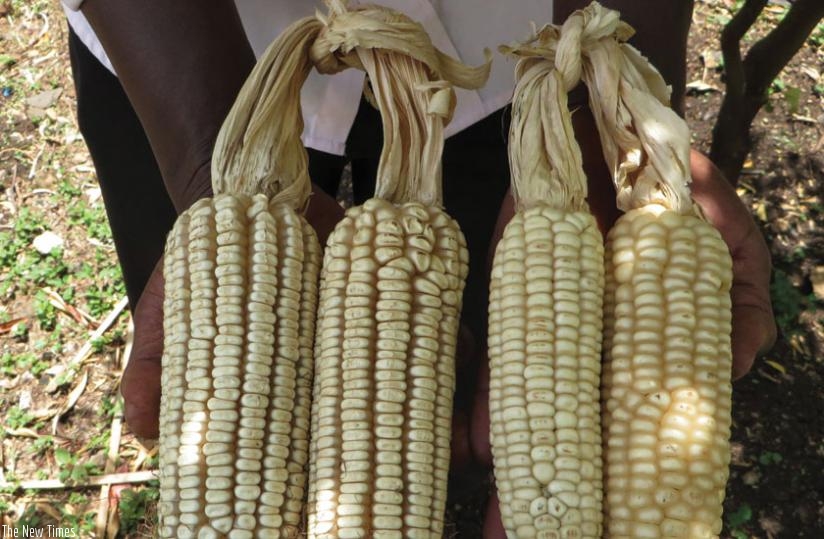 A farmer displays two varieties of maize. Modern varieties of food crops, such as maize, can help improve productivity in Africa. (Net photo)