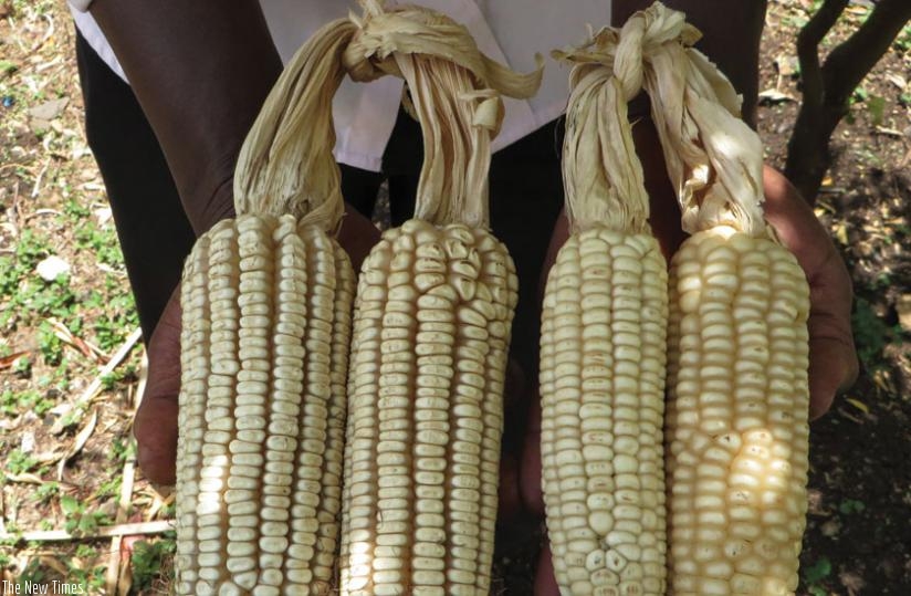 A farmer displays two varieties of maize. Modern varieties of food crops, such as maize, can help improve productivity in Africa. (Net photo)