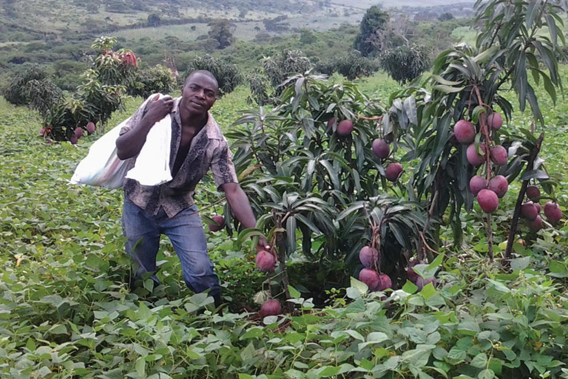A worker harvest hybrid mangoes. Modern farming is key for Africa's development. (File)