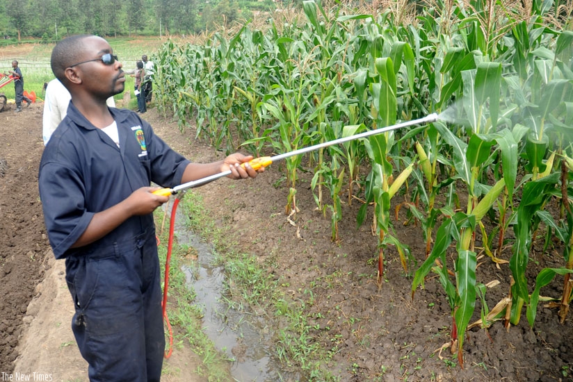 A farmer sprays maize on a model farm in Gasabo District. (File)