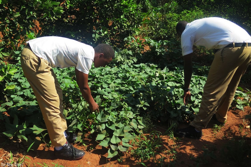 Students use the garden to get skills in farming. (All photos by Donah Mbabazi)