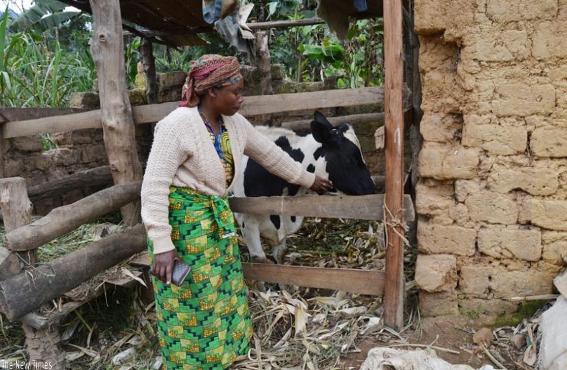 Usanzamaharo tends to her cow that she got thanks to mordern farming. (Jean du2019Amour Mbonyinshuti)