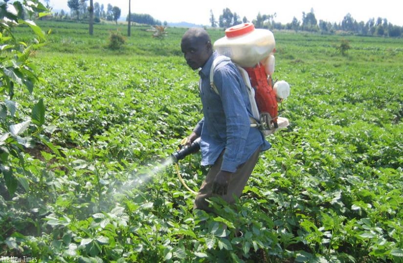 A farmer sprays potatoes in Musanze District. (File)