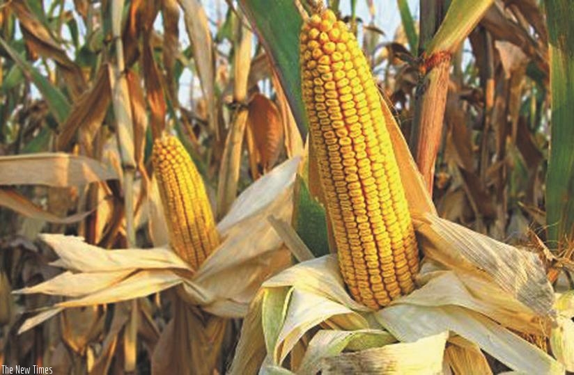 A maize cob ready for harvest. Farmers have been urged to use proper post-harvest handling methods to ensure quality along the value chain. (File photo)