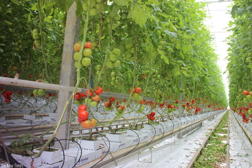 Inside a green house where Dutch farmers grow tomatoes.