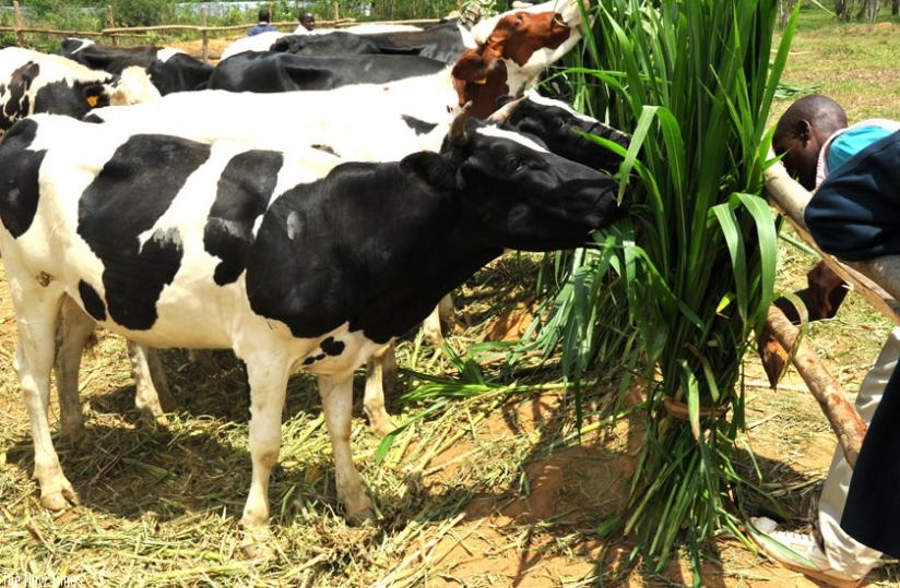 A farmer feeds exotic cattle in Eastern Province. (File)