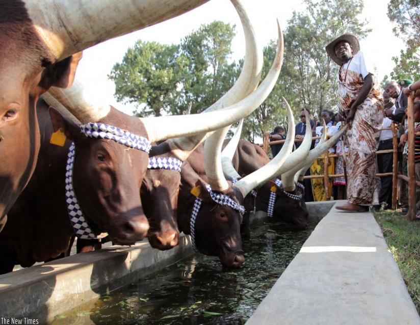 Traditional cows (Inyambo) at the Kingu2019s Palace museum in Nyanza. (John Mbanda)
