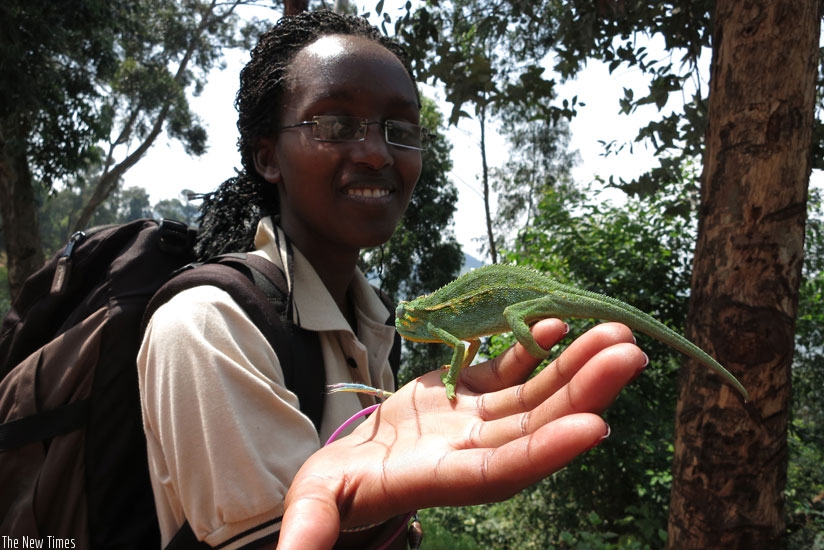 Annie Uwase  plays with a chameleon in Musanze.