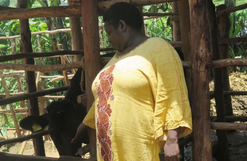Mukagihana feeds her dairy cattle. The Genocide survivor is engaged in commercial farming.  (Dennis Agaba)