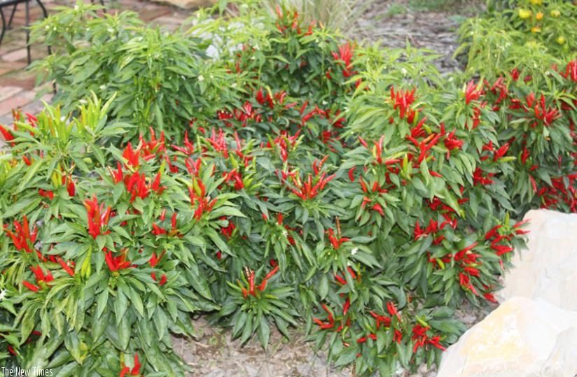 After harvesting pepper, it can be crushed or turned into powder.