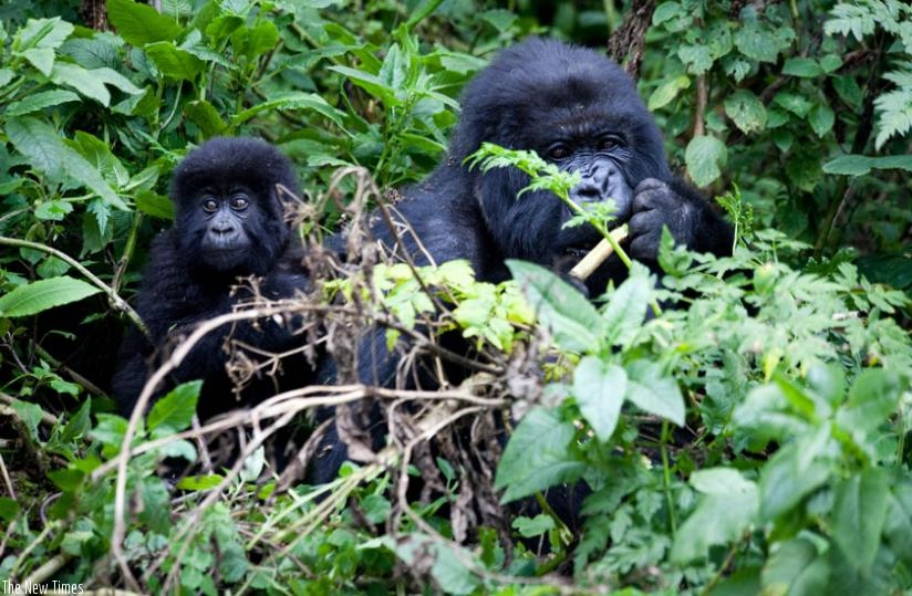 Gorrilas feed in Nyungwe Forest. (File)