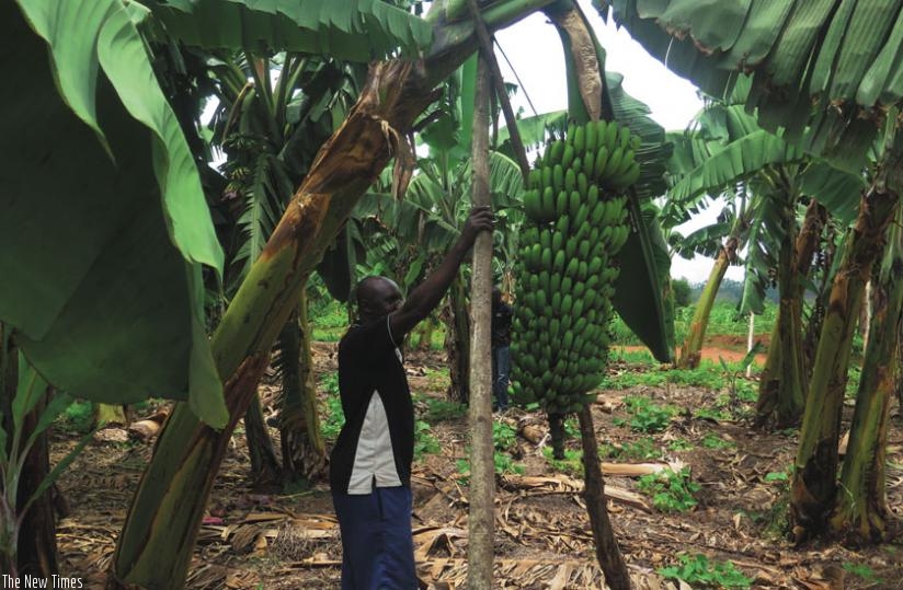 Muneza in his farm. (Dennis Agaba)