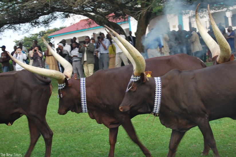 The cows walk gracefully to everyoneu2019s excitement. The Kingu2019s Palace Museum has this special breed of cows