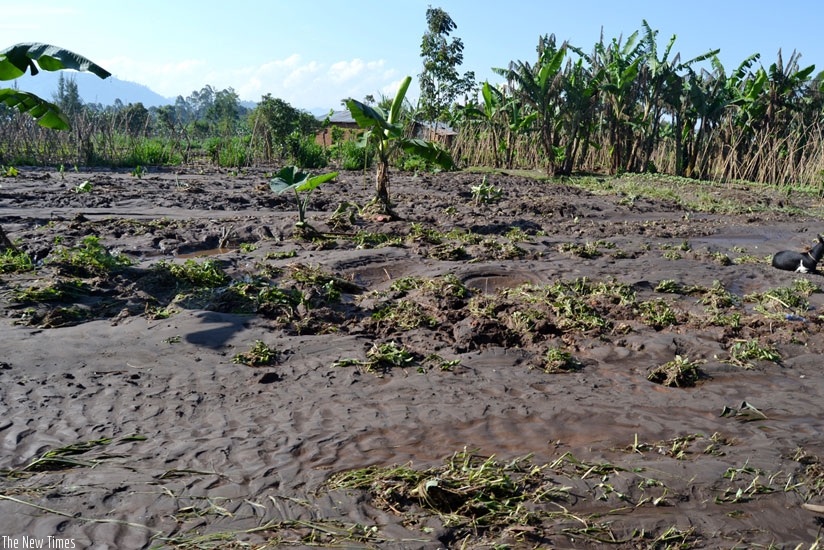 An Irish potato farm that was destroyed by  floods on Monday (All photos by Jean d'Amour Mbonyinshuti)