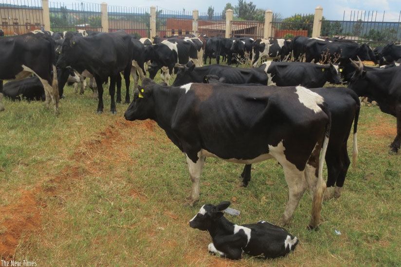 Some of the dairy cattle that were given to some residents of Gashora and Rweru last week.  (Courtesy)