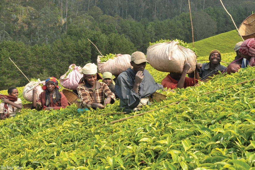 Workers pick tea leaves in one of the countryu2019s plantations. The National Agricultural Export Board has put rnin place mechanisms to control quality along the tea value chain. (File)