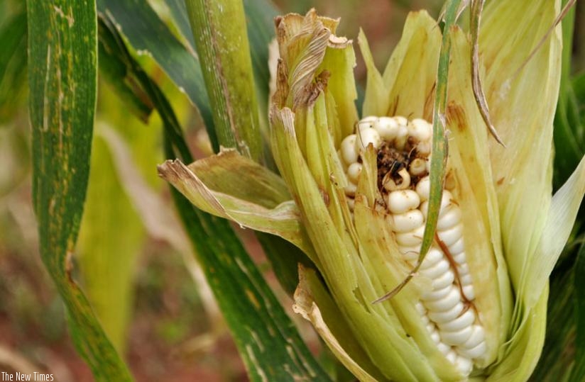 An infected maize cob. (Net)