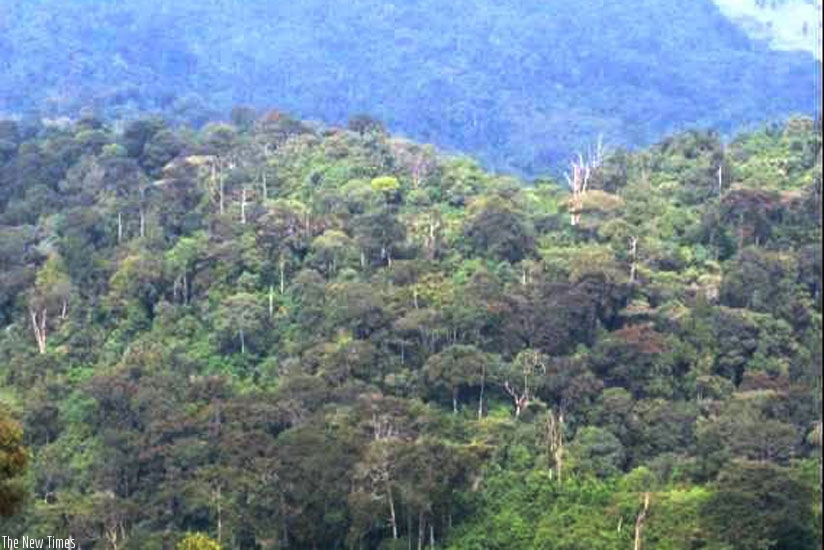 Gishwati-Mukura Forest Reserve in the north-west of the country will soon be transformed into a national park. (Courtesy)