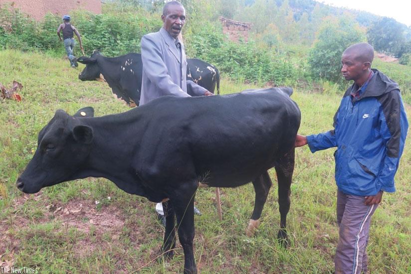 Some of the survivors admire the cows they got from BPR. (Solomon Asaba)