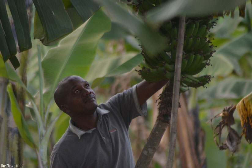Minani in his banana plantation. (Peterson Tumwebaze)