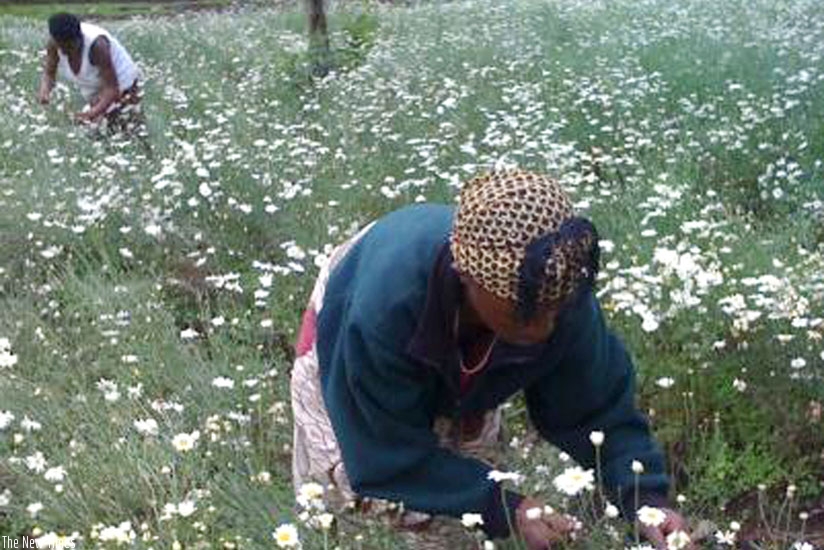 Pyrethrum farmers in Western Province attend to their crops. (File)