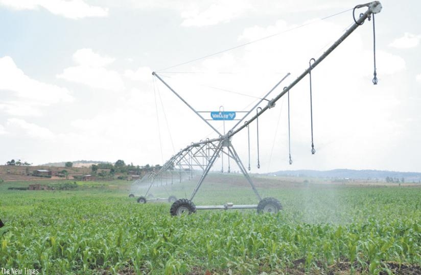A maize plantation during an irrigation process. Irrigation is one of the key priorities this year. (File)