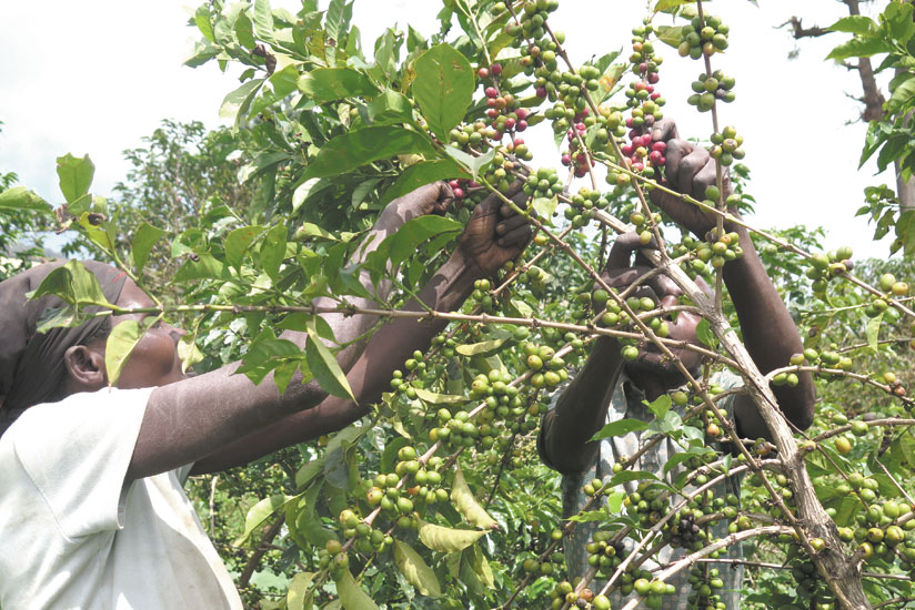 Revenue from agriculture exports are set to increase courtesy of NAEBu2019s new strategic plan. (T. Kisambira)