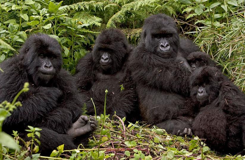 Gorillas at the Volcanoes National Park in Musanze District.(File)