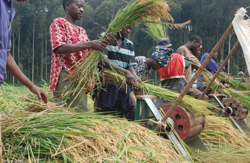 Rubona rice farmers harvest earlier this year. Agriculture is the biggest income generating activity in many African homes. (File)