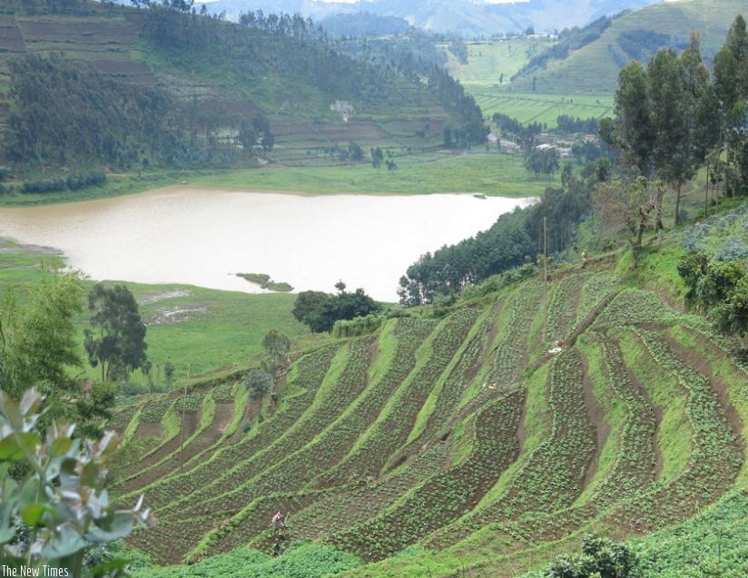 Farmers in Nyabihu say they have used terraces to control soil erosion. (J. Mbonyinshuti)