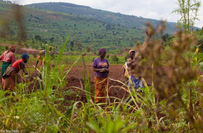 Farmers till their land in Ruryarya in Rwamagana District last year. (Timothy Kisambira)