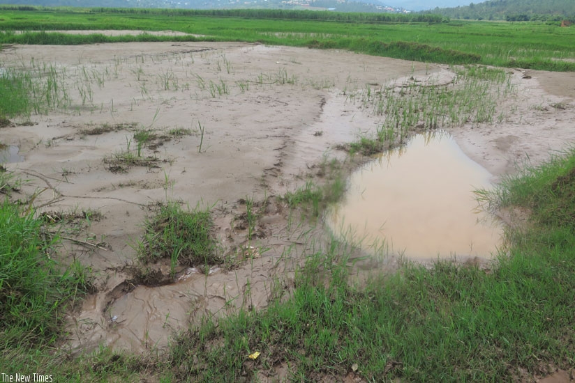 A rice plantation in Kabuye wetland destroyed by floods. The Minsitry of Agriculture has promised to help the affected farmers. (Theogene Nsengimana)