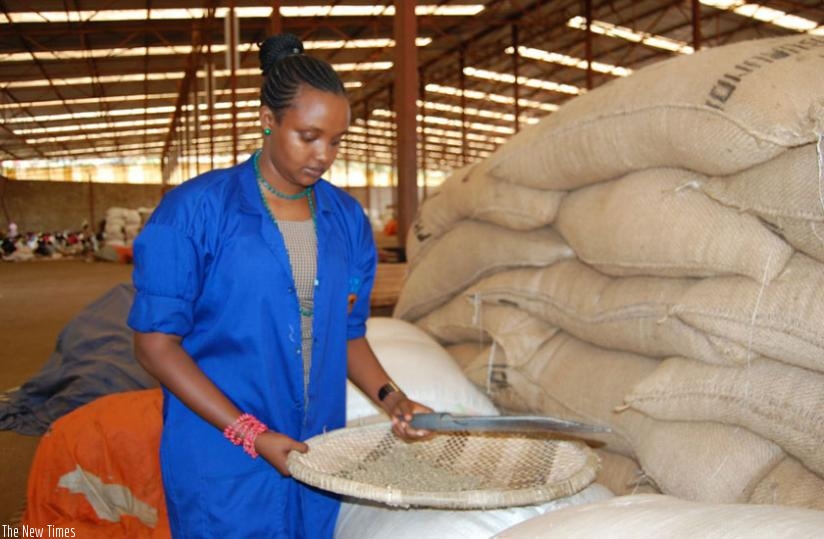 Mukantwari inspects sorted coffee beans, above. The dealer with farmers, below. (Peterson Tumwebaze)