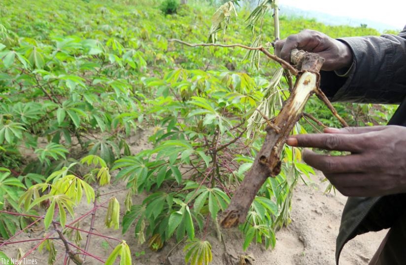 The roots and shoots of cassava plants are getting affected, leading to drying. (Emmanuel Ntirenganya)