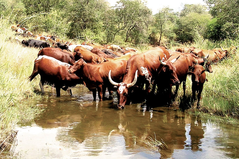 Police in Eastern Province are holding over 50 people in connection with a spate of cattle theft. (Net photo)