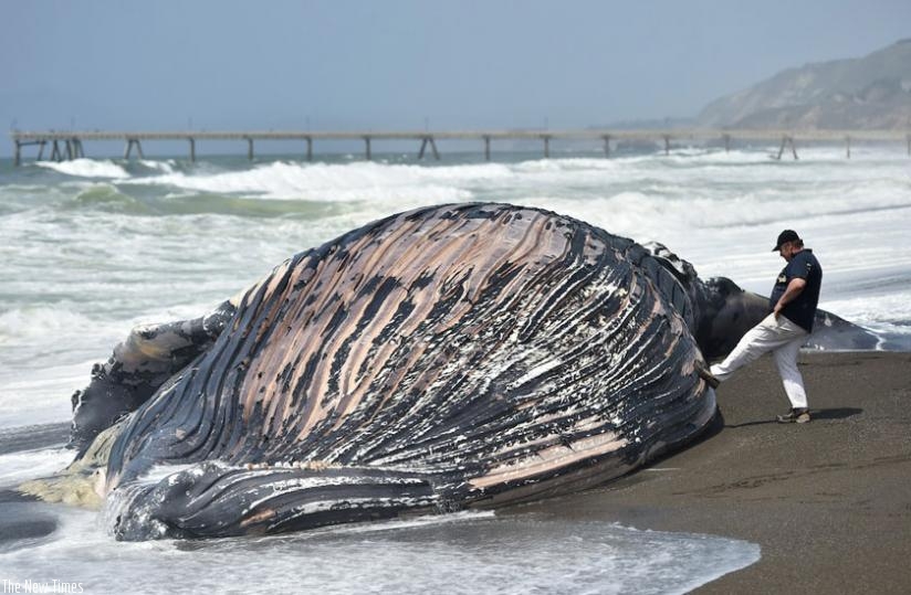 A man touches a beached humpback whale with his foot in Pacifica, California, on Tuesday, May 5, 2015. This is the second dead whale that has washed ashore in Pacifica this month. Net