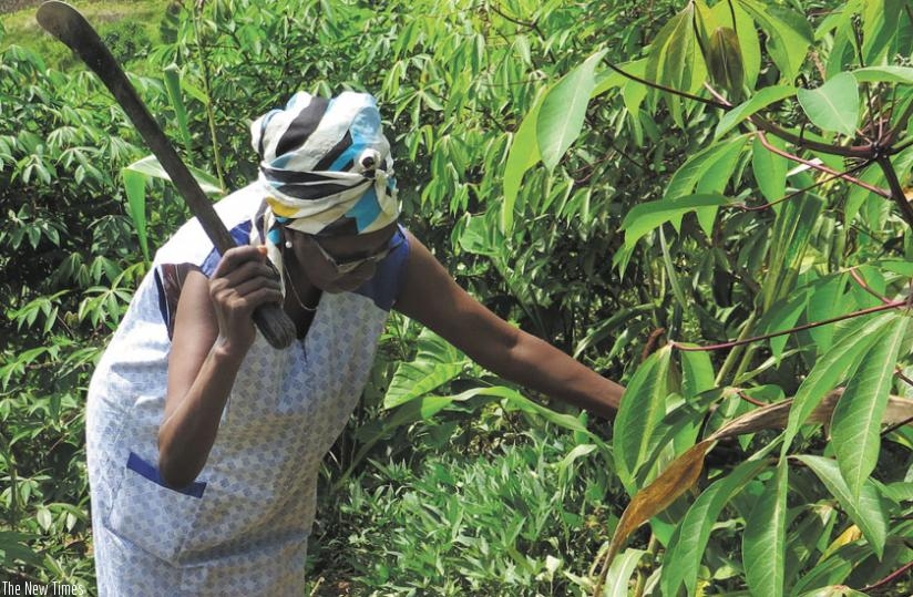 Dancille Nyirakimonyo, a farmer in Gasabo District. She expects the government to expand the inland irrigation scheme. (Jean Mugabo)