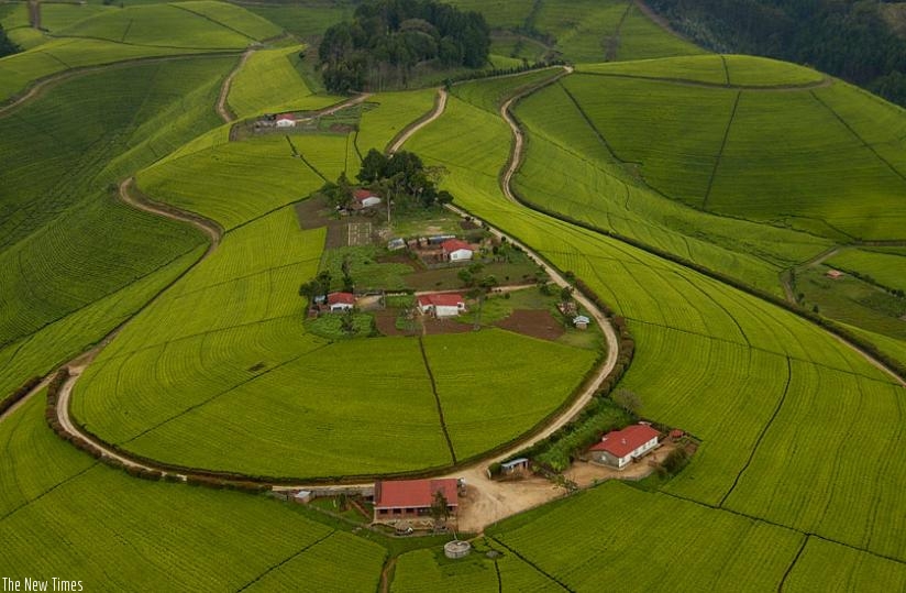An aerial view of a tea plantation in Rwanda. (File)