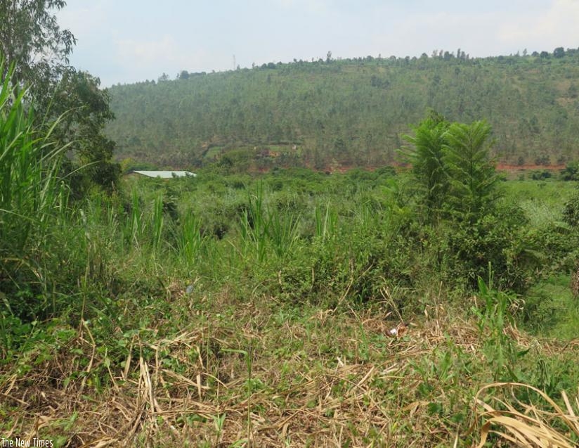 The residents of Nyacyonga want to use the marshaland for agriculutural activities . (Jean Nepo Ndikumana)